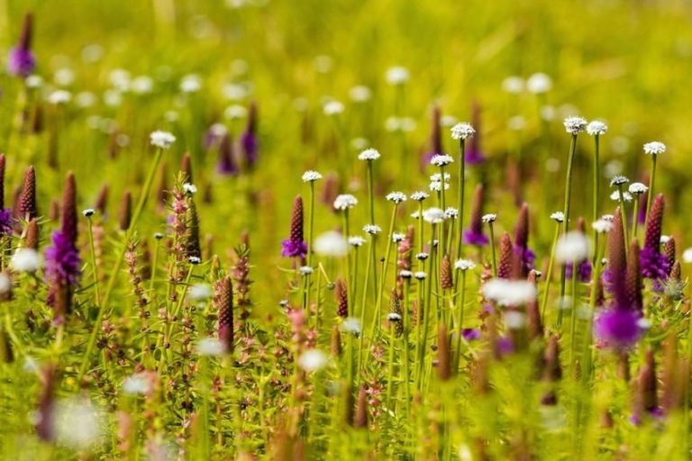 Is Kaas Plateau Really the Magical Place to Witness Flower Bloom?