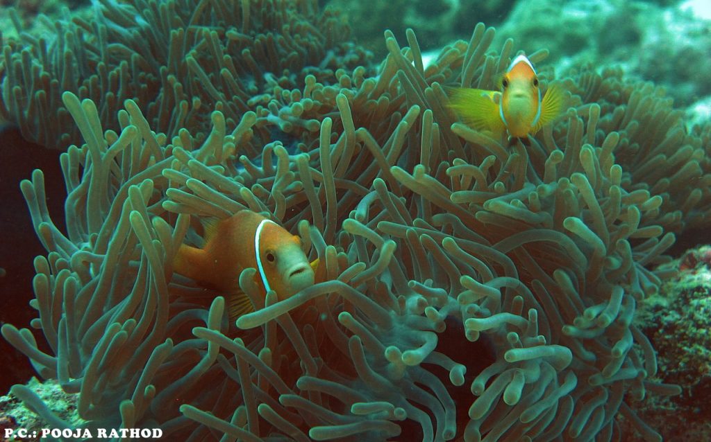 Lakshadweep Coral Reef
