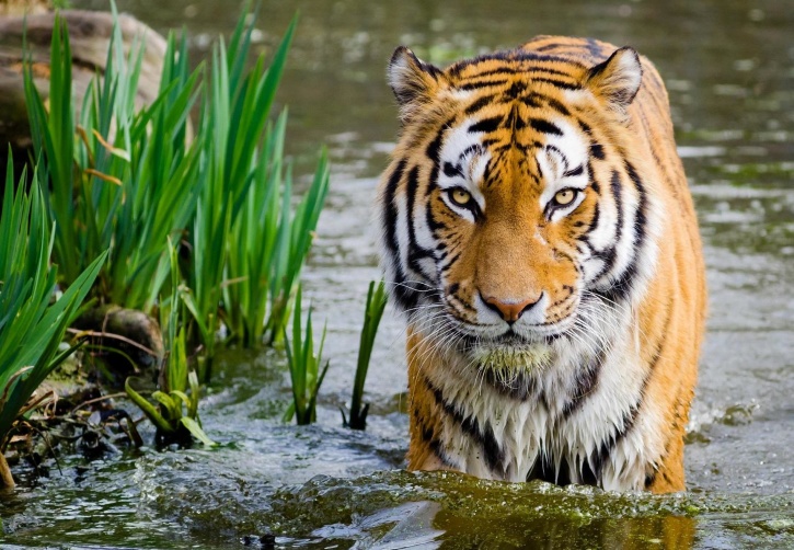 In the footsteps of Mowgli: A Pench National Park Safari Adventure