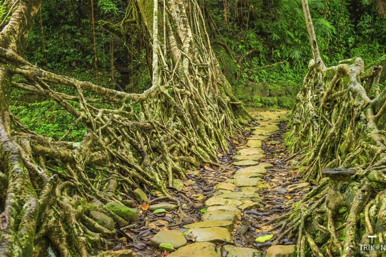 Discovering the Living Root Bridges of Meghalaya
