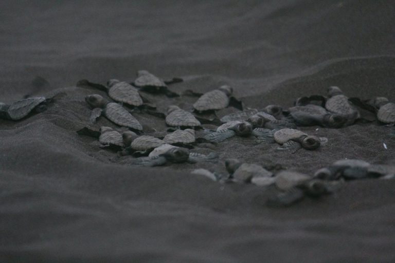 Where to Witness Turtle Hatchling in India?