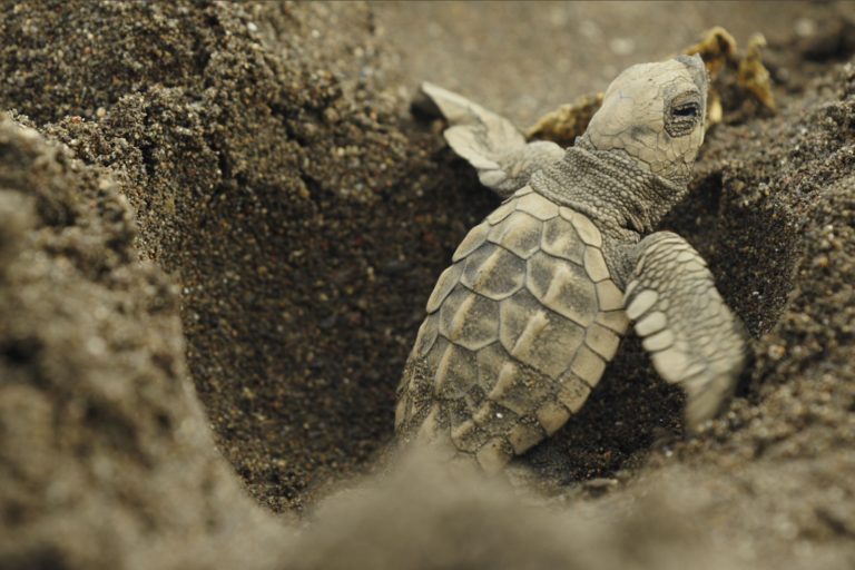 Facts about Olive Ridley sea turtle