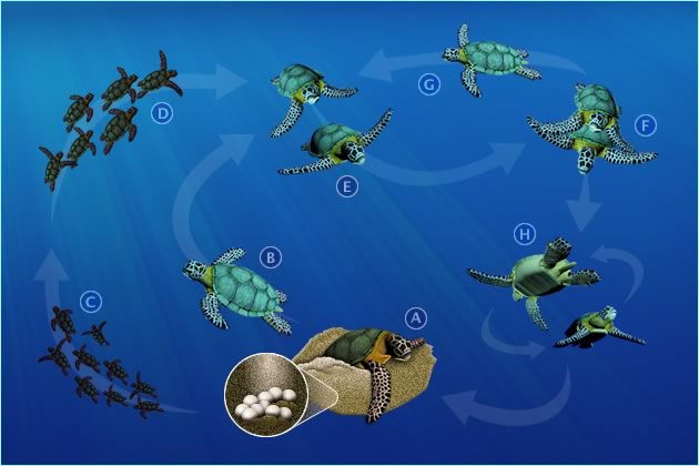 Life Cycle of Olive Ridley Sea Turtles