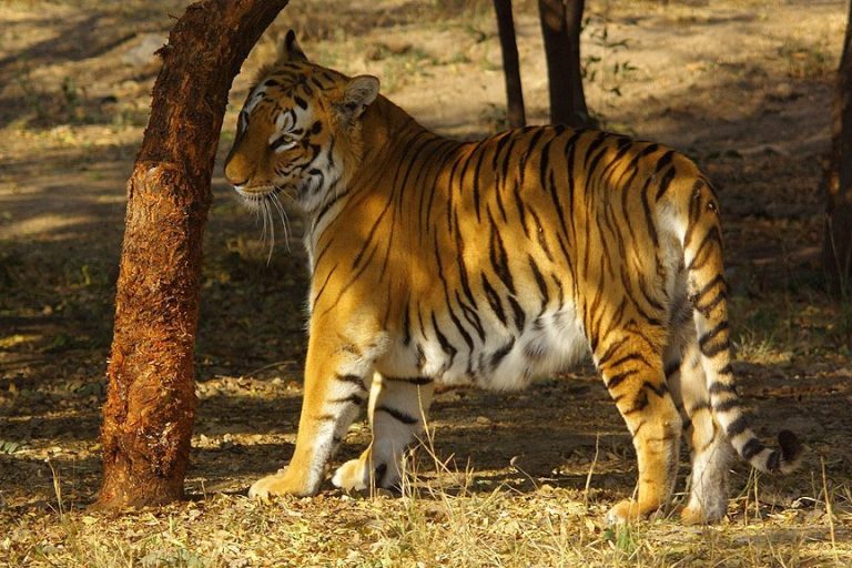 Wildlife Safari Thrills