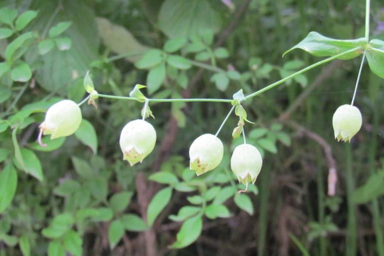 Himalayan Hidden Jewel: Valley of Floral Beauty