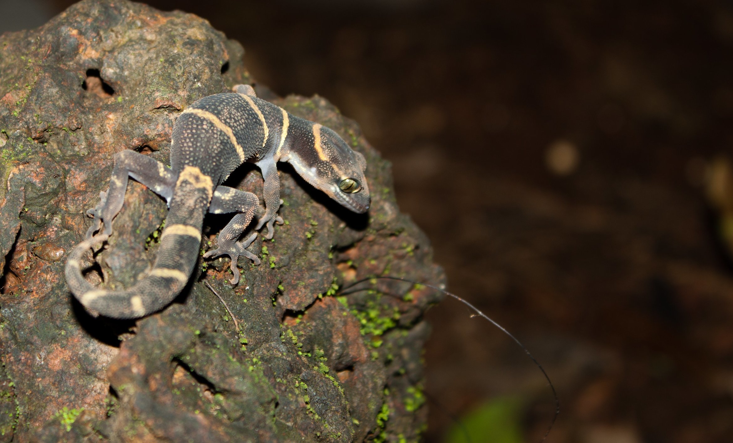 Matheran Night Trail - Tour