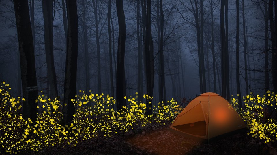 Prabalmachi Fireflies Special Trek - Tour