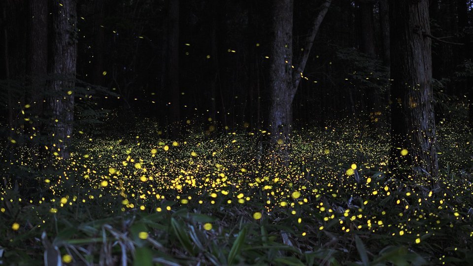Purushwadi Fireflies Festival 2024 - Tour
