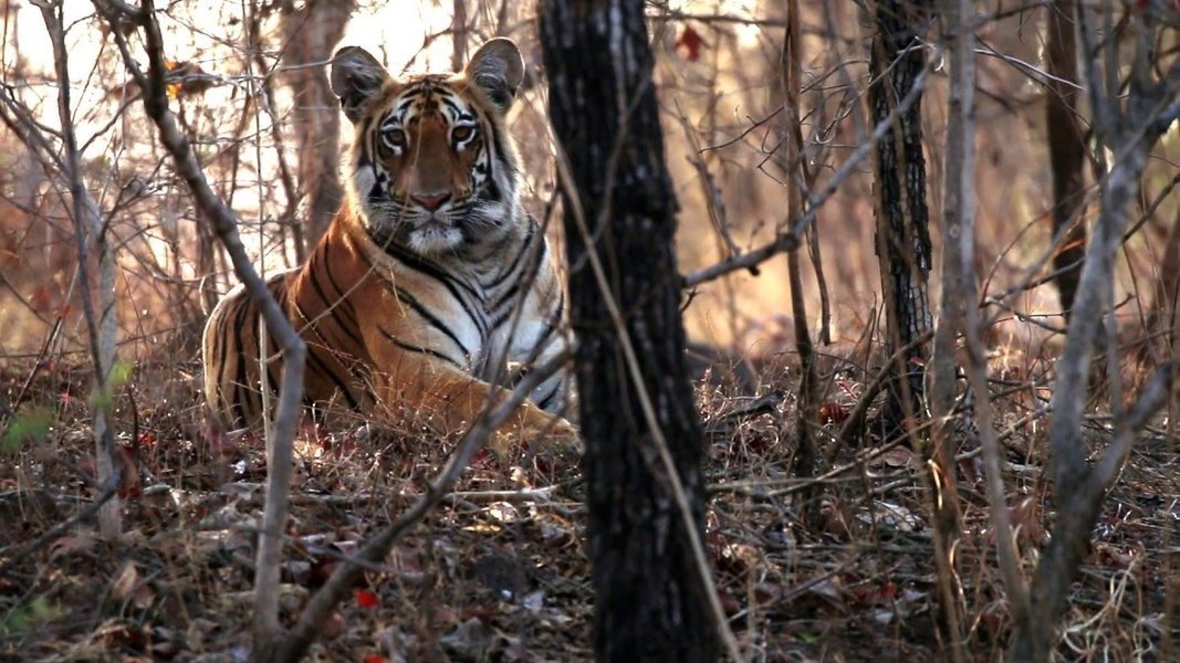 Tipeshwar Wildlife Safari - Tour