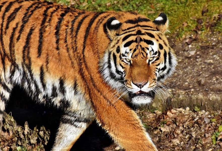 Umred Karhandla Jungle Safari - Tour