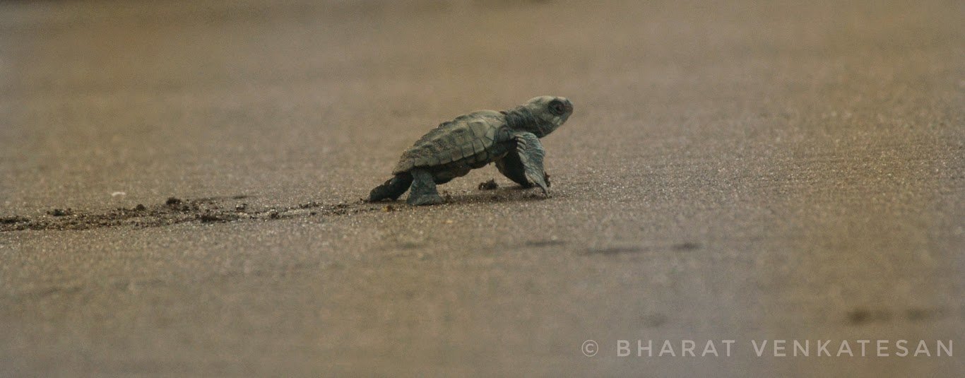 Velas Turtle Festival Tour 2025 From Pune - Tour