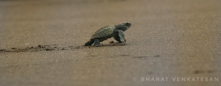 Velas Turtle Festival Tour 2025 From Pune