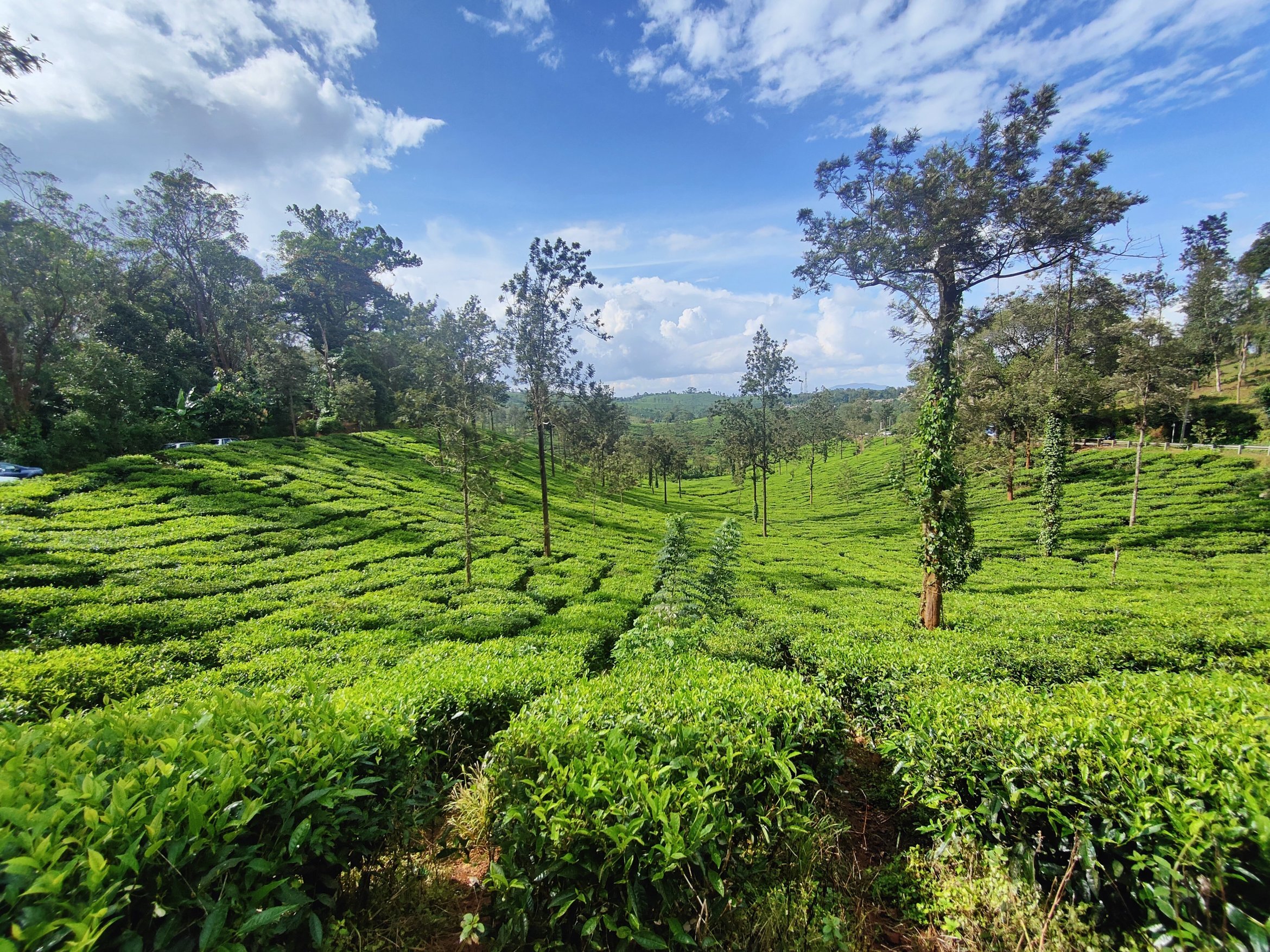 Wayanad Green Paradise Tour - Tour