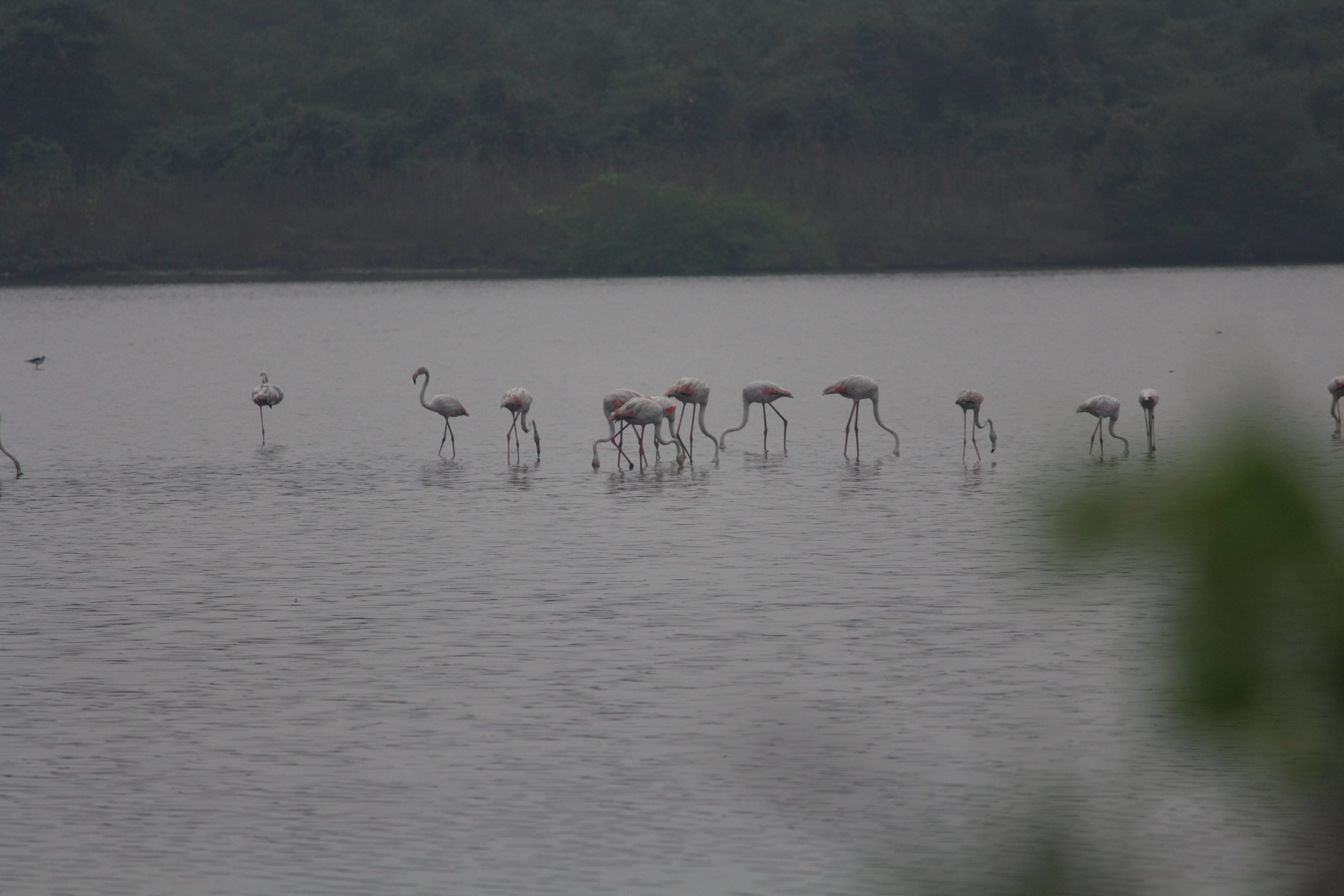 Flamingo Boat Safari at Bhandup Pumping Station - Tour