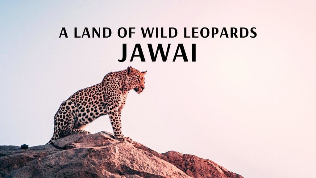 Discover the Thrill of Jawai Leopard Safari in Rajasthan - Tour