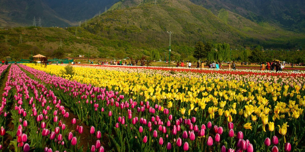 Kashmir Tulip Festival - Tour