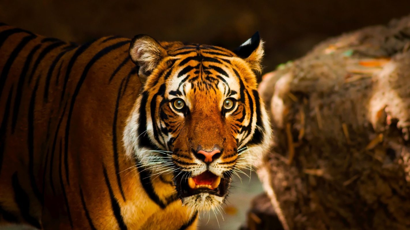 Wildlife Safari - Collection Wildlife Safari - Collection